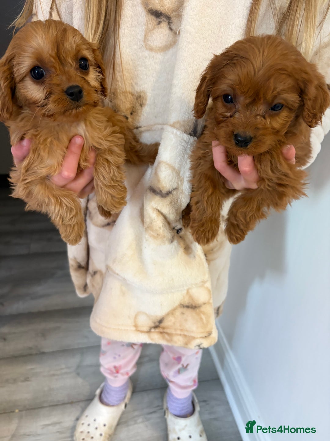 Cavapoo dogs for sale: Red Cavapoo puppies  - Image 4