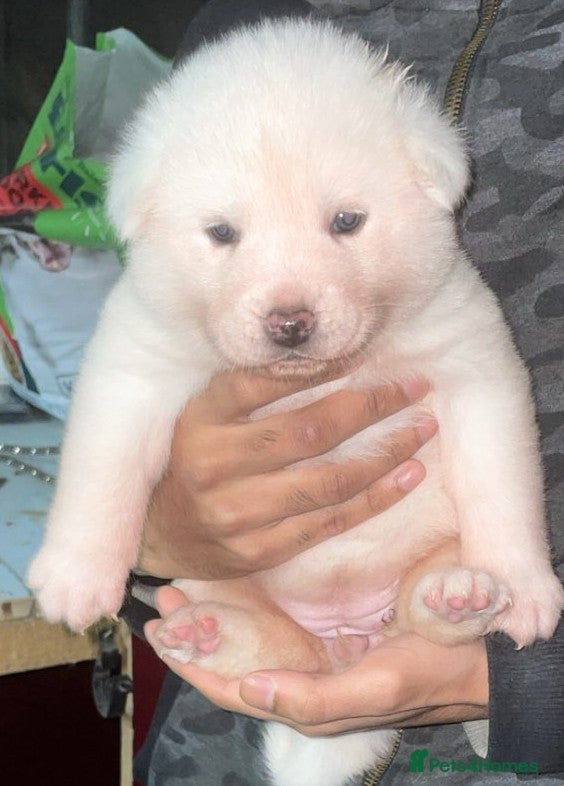 Japanese Akita Inu dogs KC Registered Japanese Akita Puppies  - Advert 1