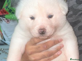 Japanese Akita Inu dogs KC Registered Japanese Akita Puppies - Advert 3