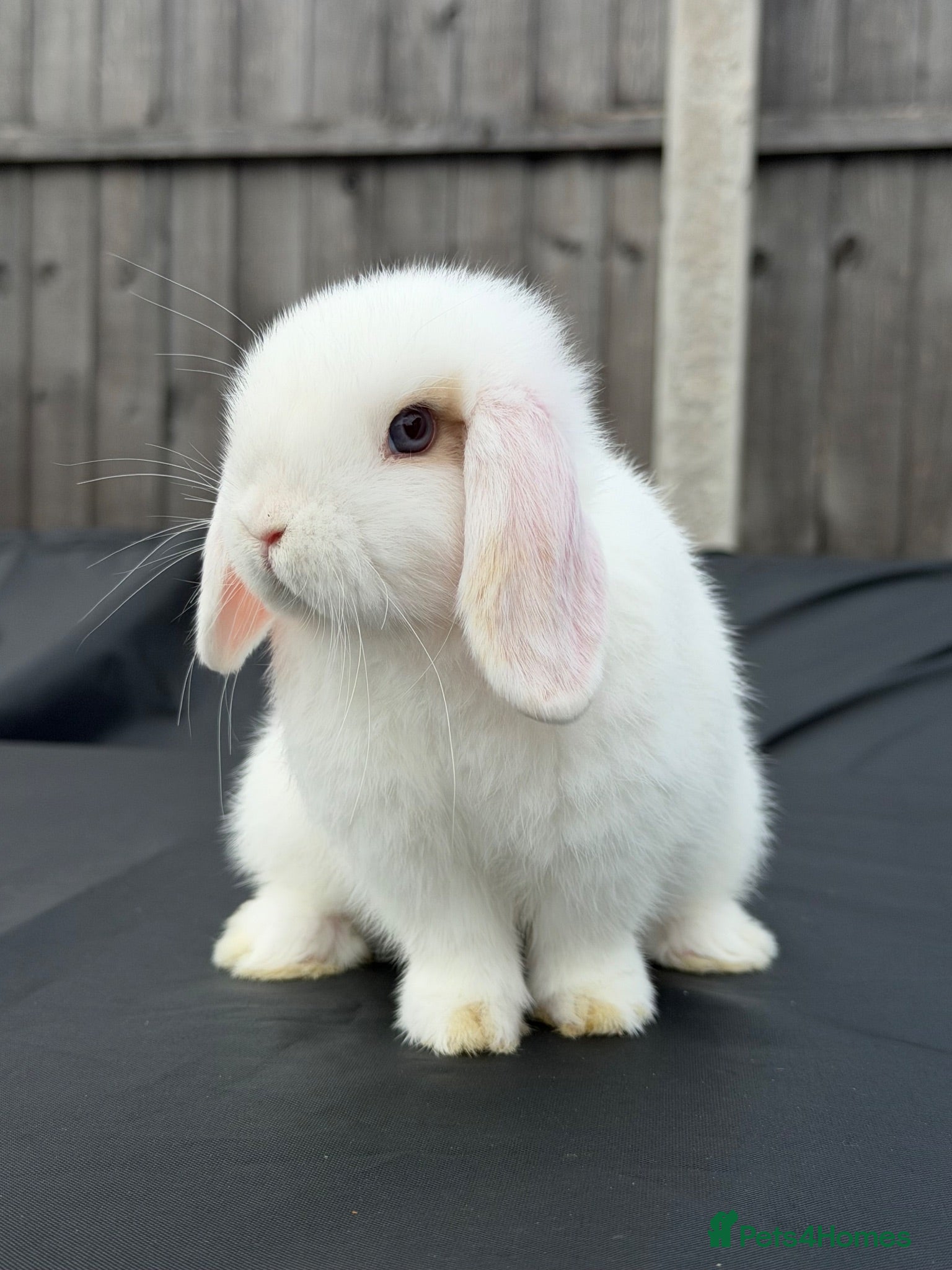 Mini Lop rabbits Mini Lop READY TO LEAVE NOW! - Advert 2
