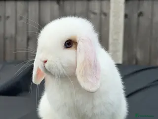 Mini Lop rabbits Mini Lop READY TO LEAVE NOW! - Advert 2