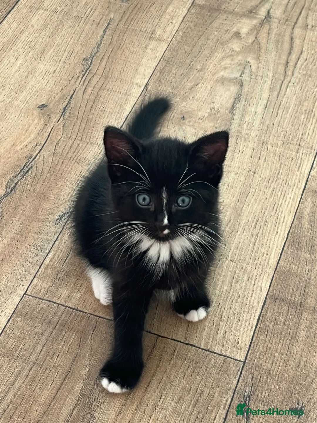 Domestic Shorthair cats for sale: Domestic short/semi long haired kittens in Bristol - Advert 2