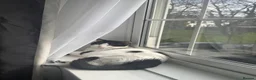 American Shorthair cats for sale: sister and brother - Advert 2