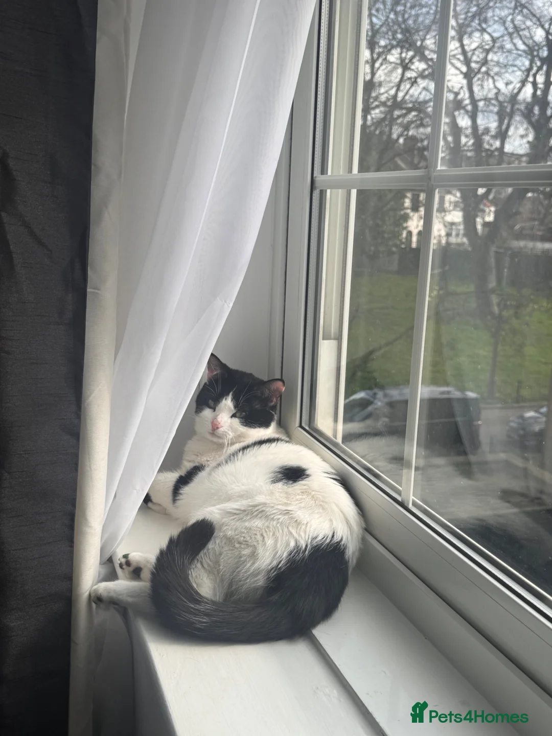 American Shorthair cats for sale: sister and brother - Advert 2