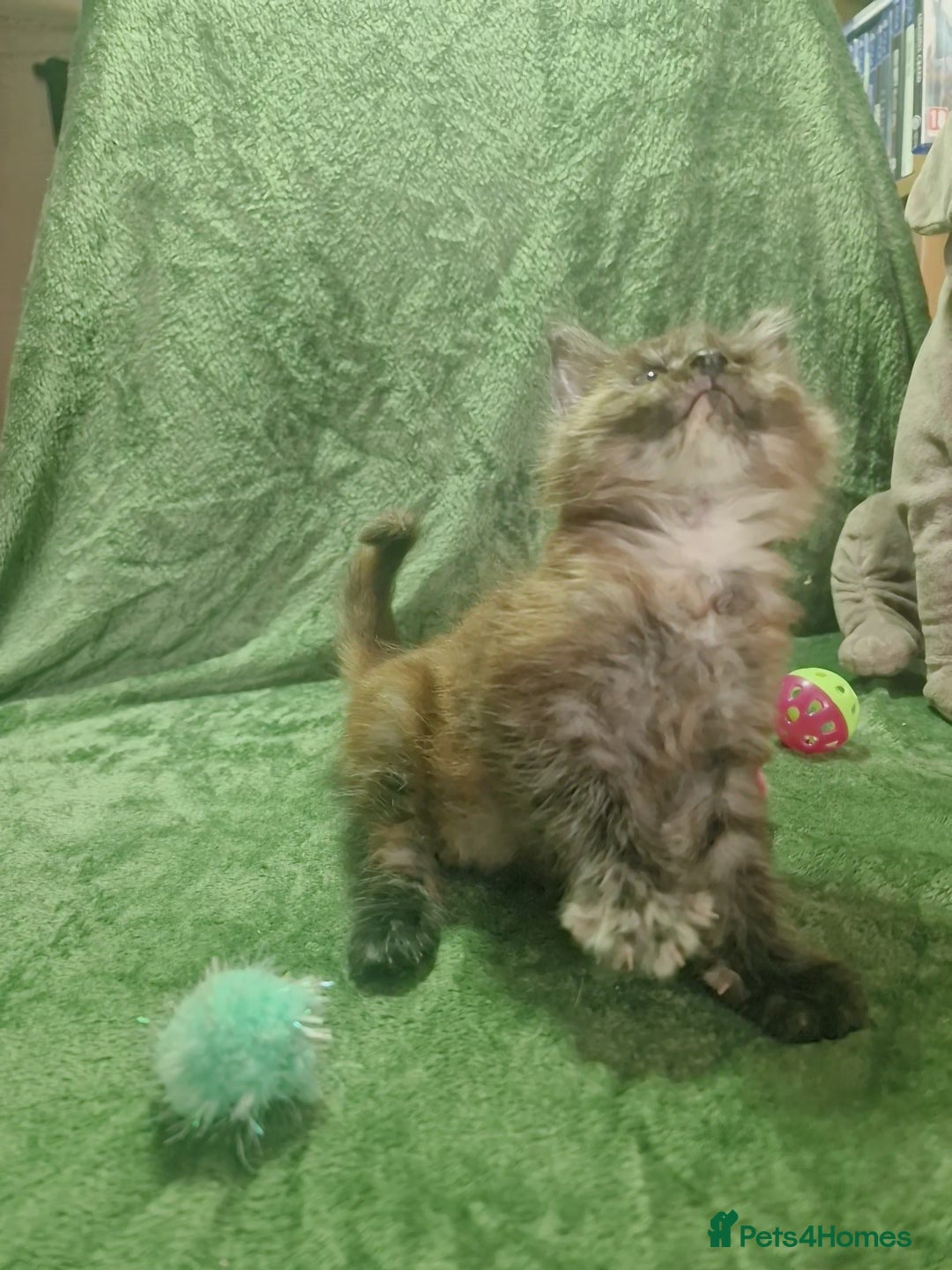 Maine Coon cats for sale: Planned summer babies looking for forever homes - Image 8