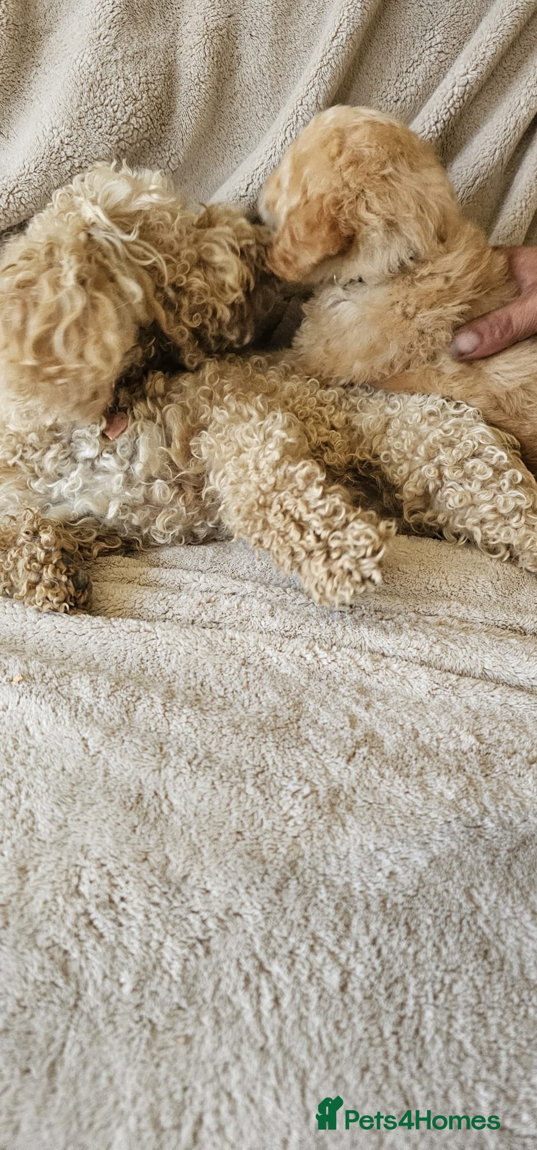 Poochon dogs for sale: Poochon puppies ready now  - Image 7