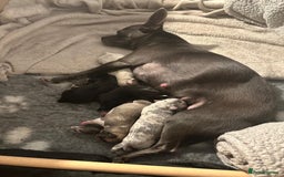 Chihuahua dogs for sale: 4 Stunning Male Apple Head Chihuahua Puppies - Image 1