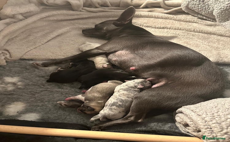 Chihuahua dogs - Advert 16