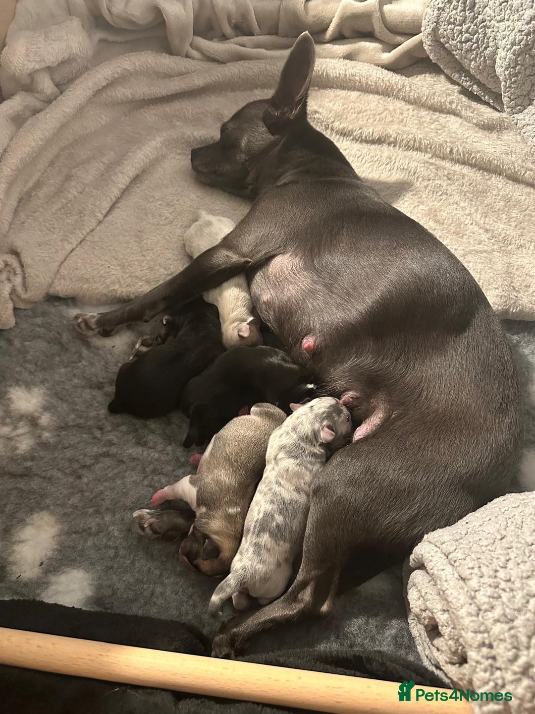Chihuahua dogs for sale: 4 Stunning Male Apple Head Chihuahua Puppies - Image 1
