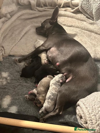 Chihuahua dogs - Advert 1