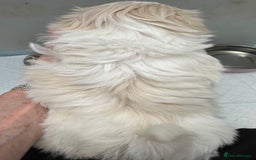 Shih Tzu dogs for sale: Imperial shihtzu puppies  - Image 10