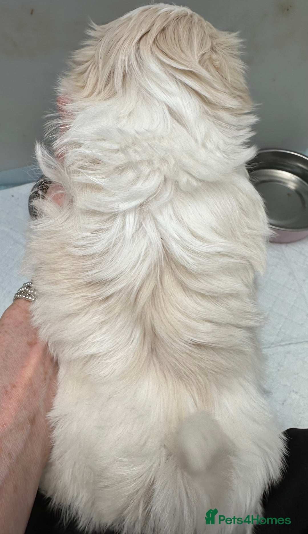 Shih Tzu dogs for sale: Imperial shihtzu puppies  - Image 10