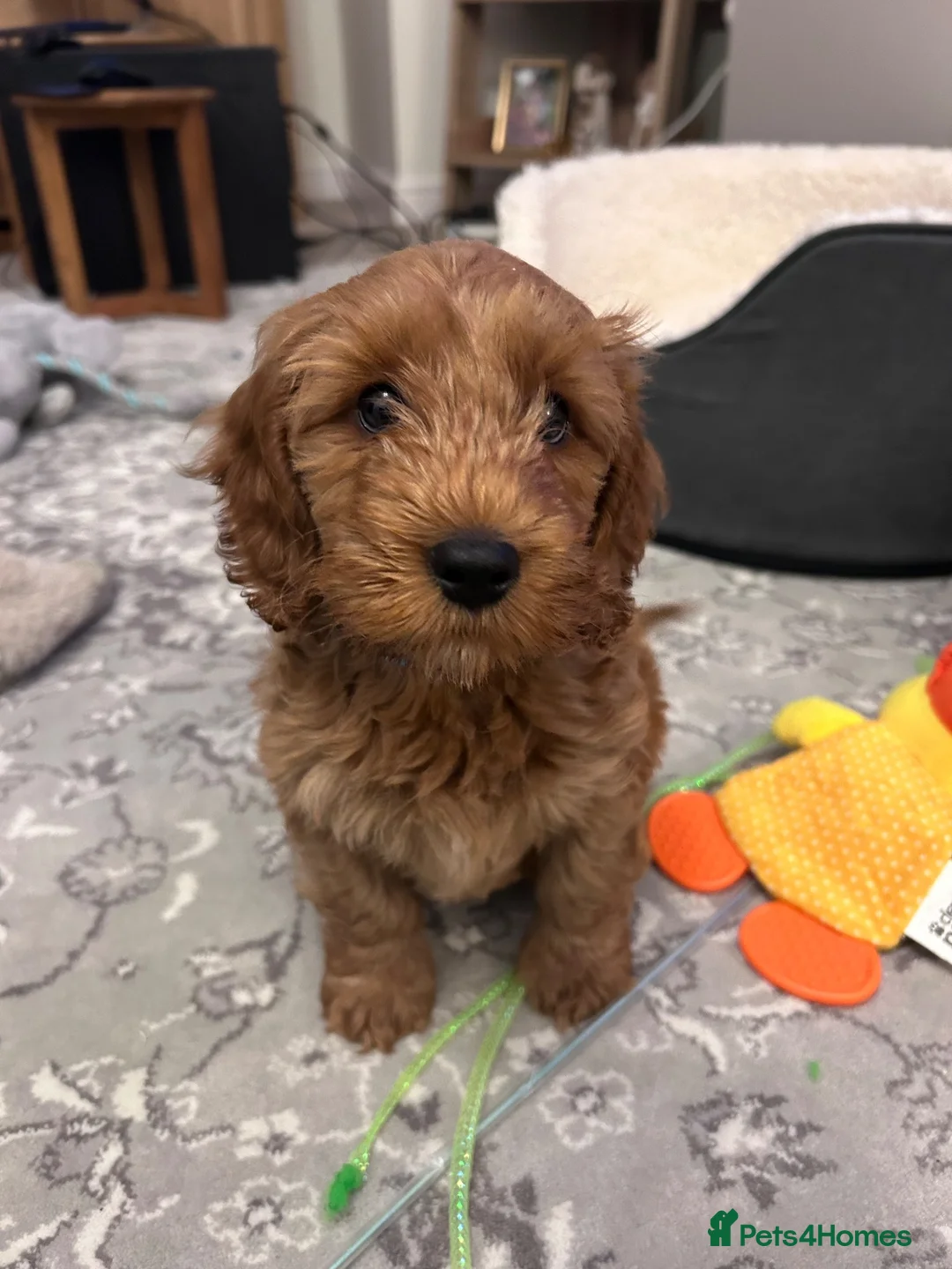 Cockapoo dogs for sale: 8 Month Old Red Cockapoo - Advert 10