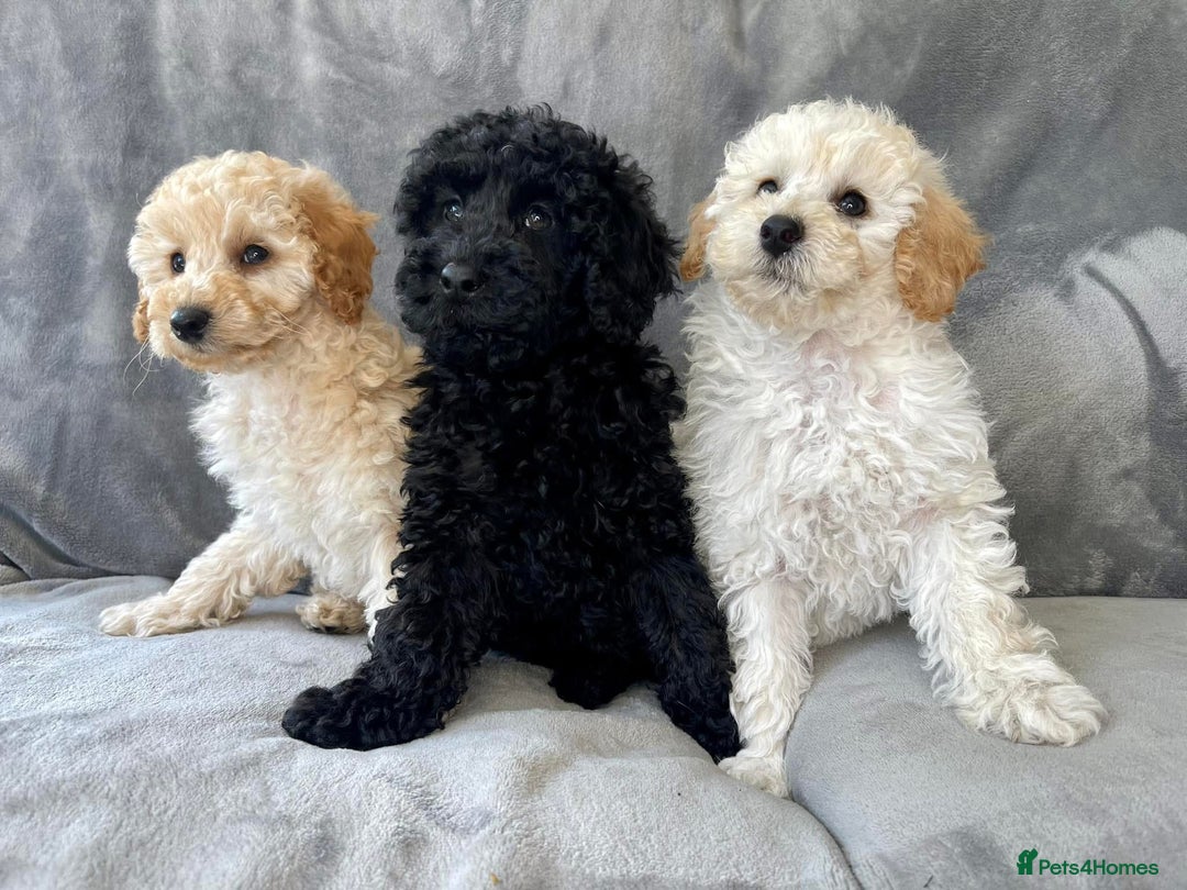 Miniature Poodle dogs for stud: KC Registered Apricot Miniature Poodle in Dronfield - Image 10