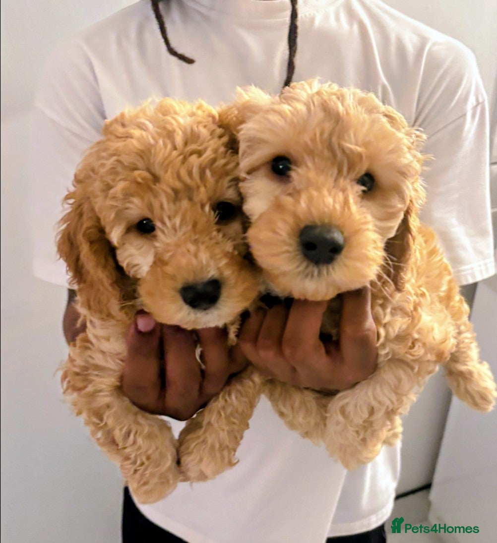 Cavapoochon dogs Cavapoochon Stunning Puppies Ready Now.  - Advert 2