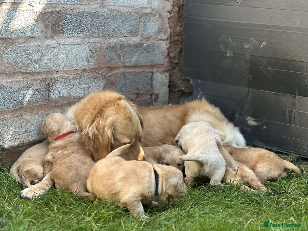 Golden Retriever dogs for sale: PEDIGREE HEALTH TESTED GOLDEN RETRIVER PUPPIES KC - Image 20