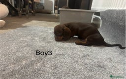 Miniature Dachshund dogs for sale: Chocolate dachshund babies  - Image 10
