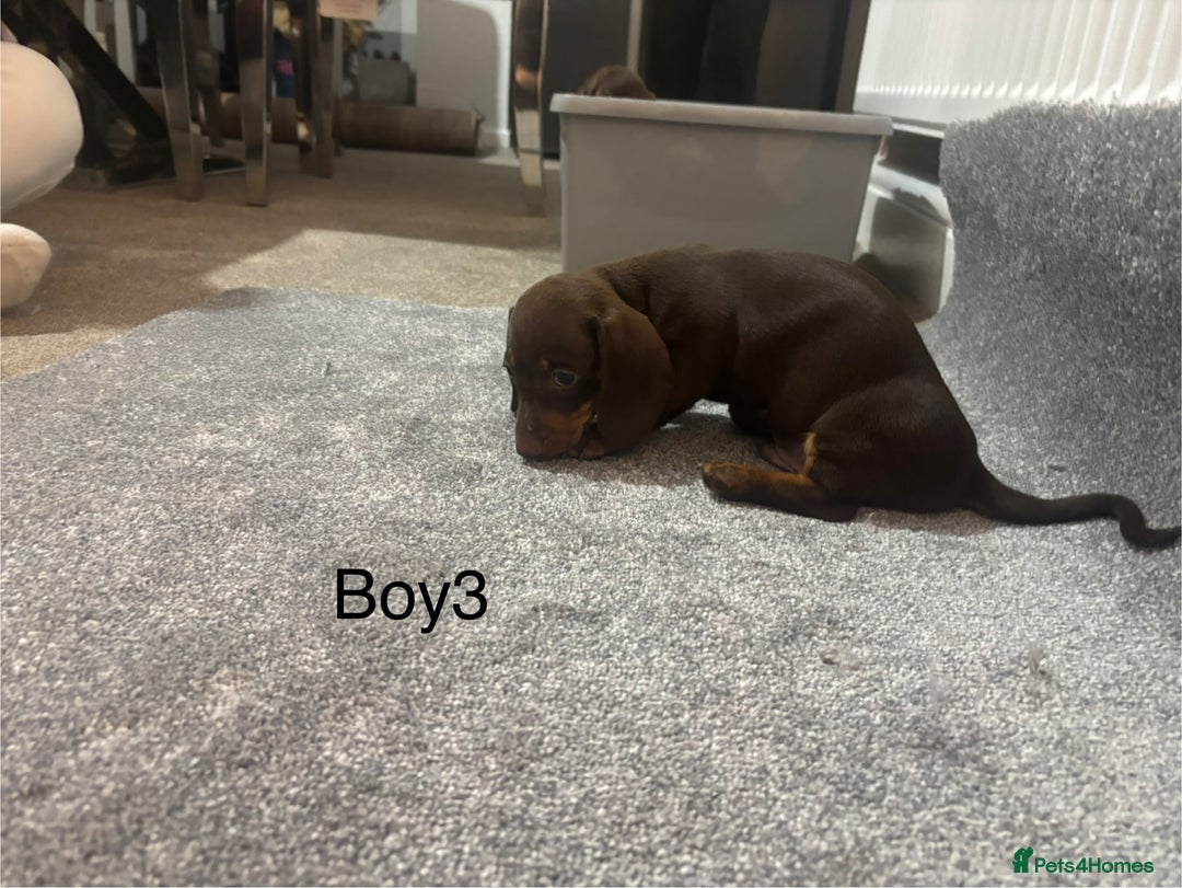 Miniature Dachshund dogs for sale: Chocolate dachshund babies  - Image 10