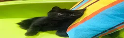 Mixed Breed cats for sale: Kittens for sale ,mixed breed, wonderful behaviour - Advert 35