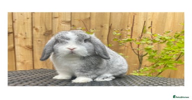 Mini Lop rabbits - Advert 9