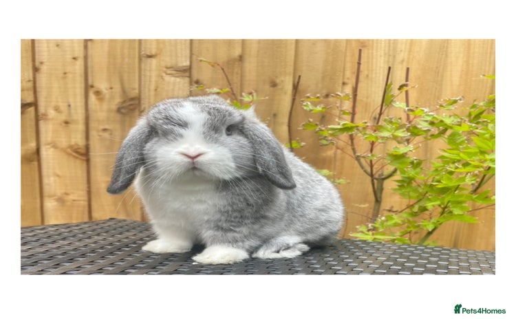 Mini Lop rabbits - Advert 3