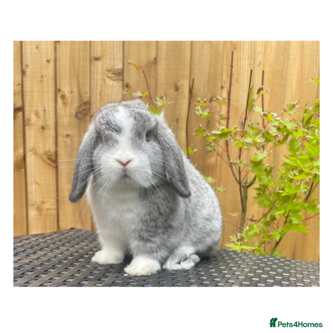 Mini Lop rabbits for sale: Beautiful baby minilops available  - Image 1