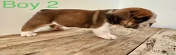English Bulldog dogs for sale: Health Bred KC Reg Bulldogs | BOAS 0 Parents - Advert 7