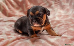 Mixed Breed dogs for sale: 🐶 Adorable F1 Frenchie x Cavapoo Pups 🐾 - Image 5
