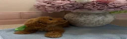 Cockapoo dogs for sale: Stunning toy F1 cockapoo    - Advert 20