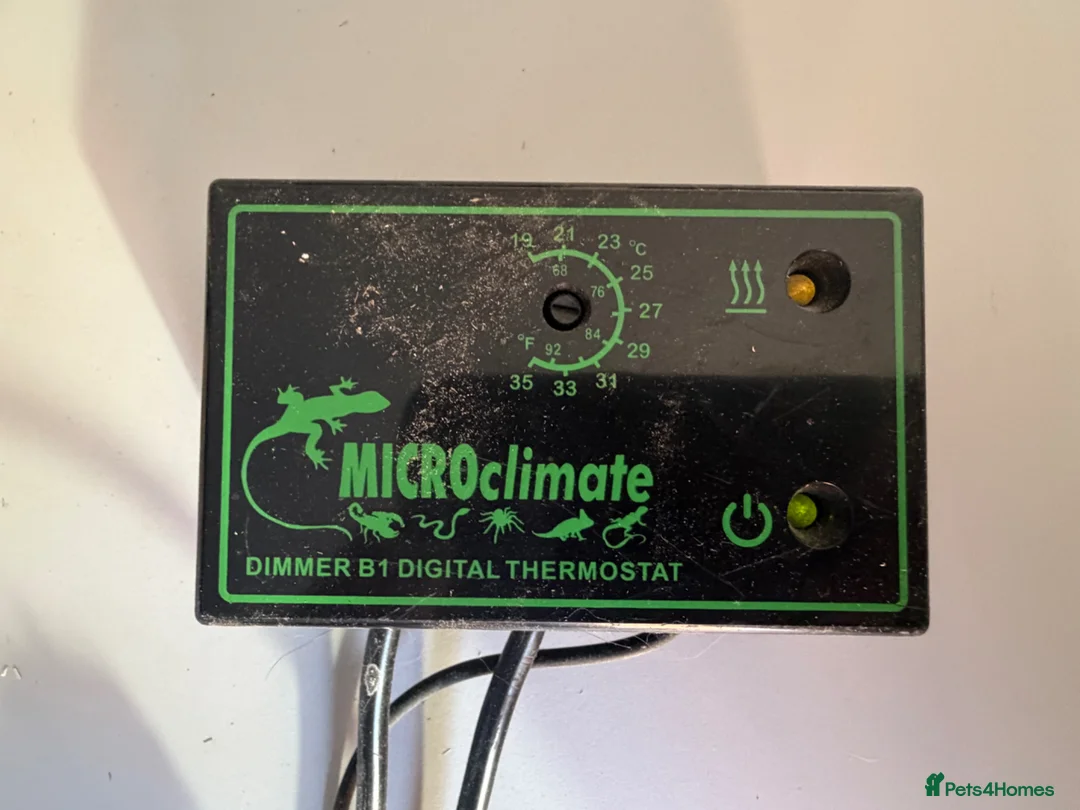 Tortoise reptiles for sale: Herman’s Tortoise and Vivarium in Portsmouth - Advert 6