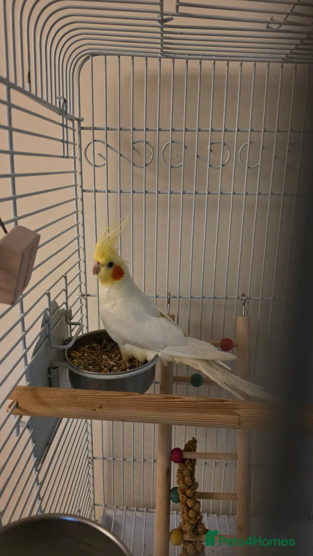 Cockatiels birds for sale: 7-8 month old Cockatiel male + full setup  in Peterborough - Advert 2