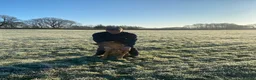 Labrador Retriever dogs for stud: Proven KC Fully Health Tested Fox Red Labrador in Carlisle - Advert 10