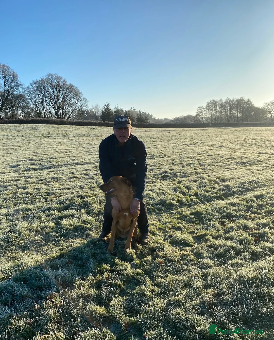 Labrador Retriever dogs for stud: Proven KC Fully Health Tested Fox Red Labrador in Carlisle - Advert 10