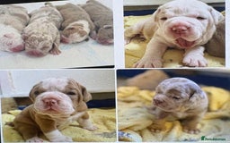 Olde English Bulldogge dogs for sale: Stunning Litter of OldTyme English Bulldogge!!💖💙 - Image 1