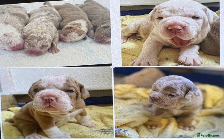 Olde English Bulldogge dogs - Advert 1
