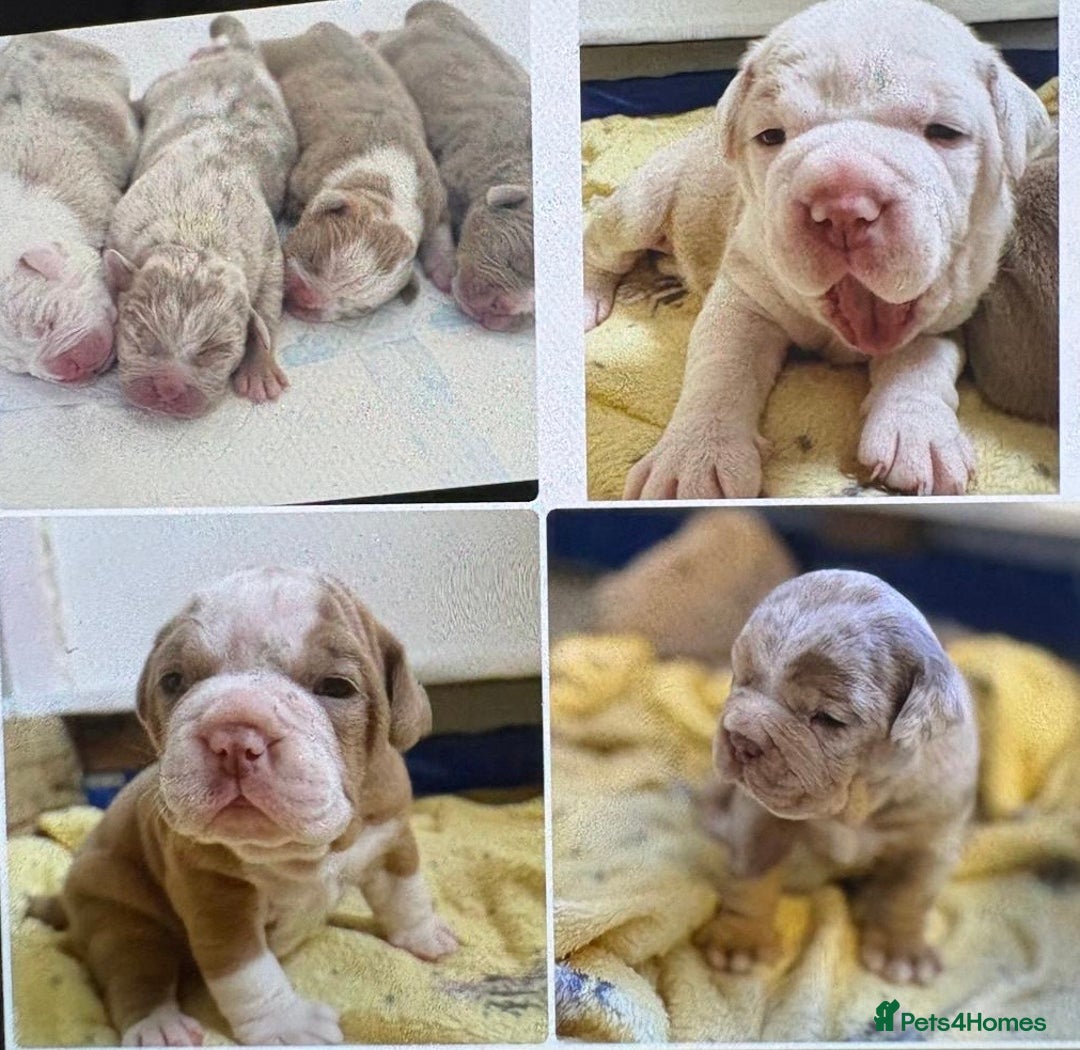 Olde English Bulldogge dogs for sale: Stunning Litter of OldTyme English Bulldogge!!💖💙 - Image 1