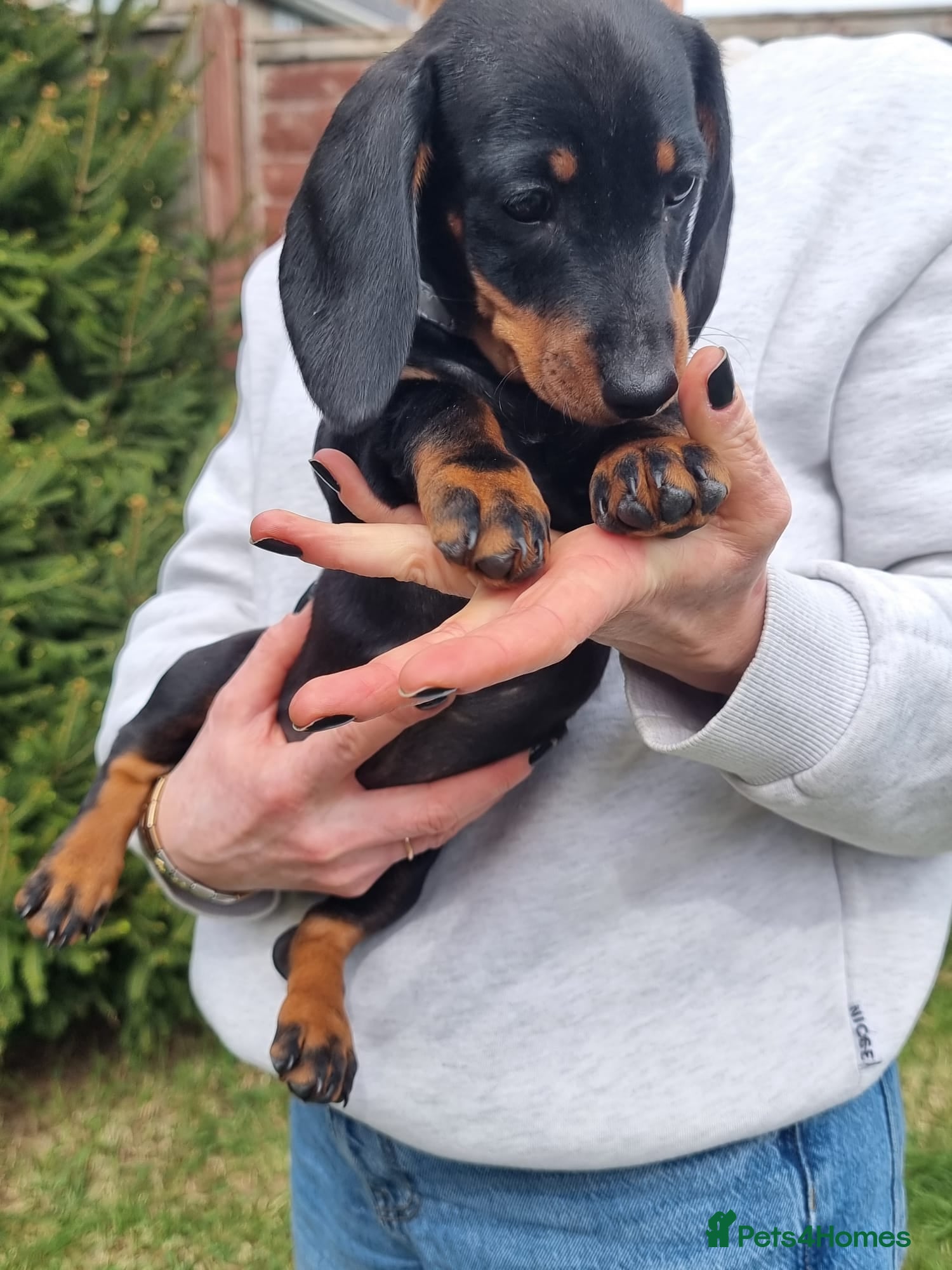 Dachshund dogs Standard dachshund  - Advert 2