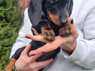 Dachshund dogs Standard dachshund - Advert 2