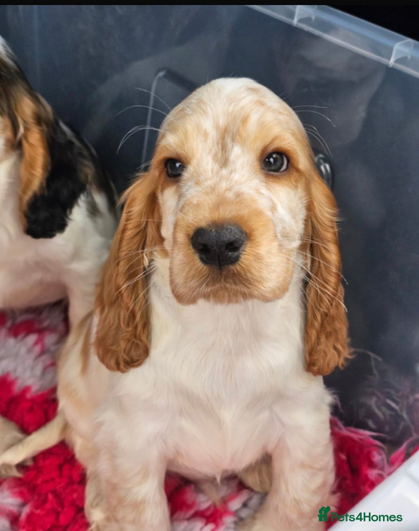 Cocker Spaniel dogs READY TO GO KC REG SHOW TYPE COCKERS - Advert 10