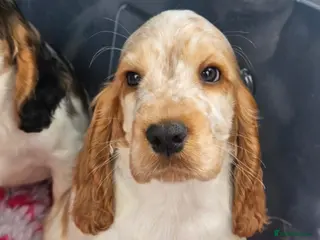 Cocker Spaniel dogs READY TO GO KC REG SHOW TYPE COCKERS - Advert 10