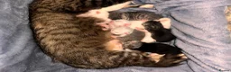 Turkish Angora cats for sale: turkish angora cross lynx ragdollxmaincoon  in Sheffield - Advert 4