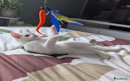 Domestic Shorthair cats for sale: Heartbreaking Rehome-18 month old Pure White Cat x - Image 33