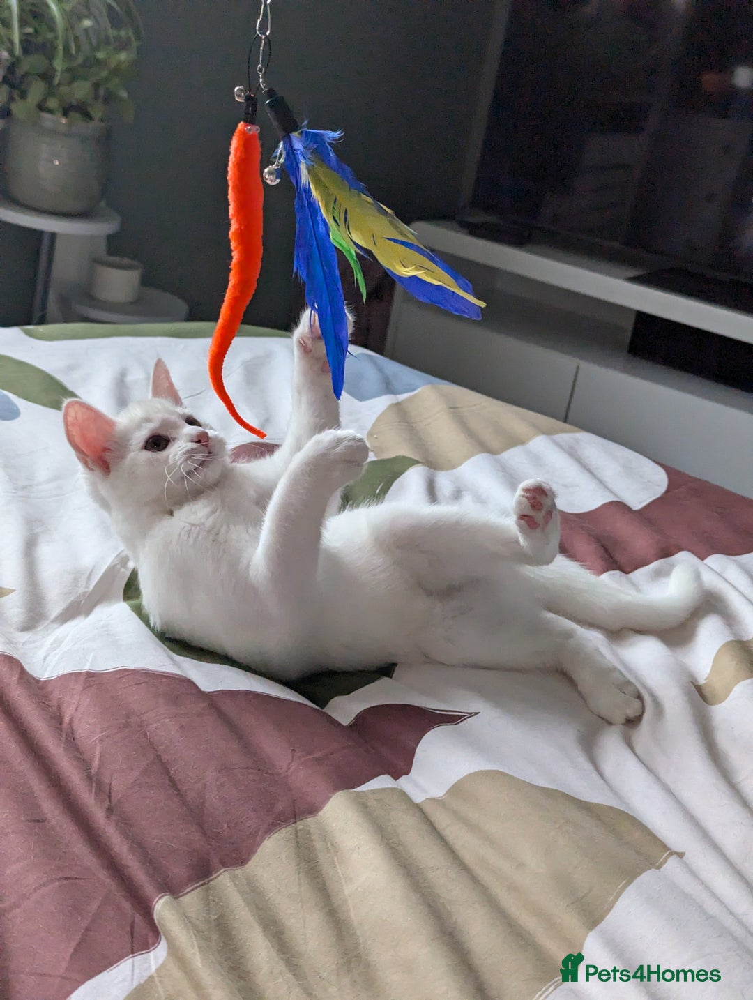 Domestic Shorthair cats for sale: Heartbreaking Rehome-18 month old Pure White Cat x - Image 33