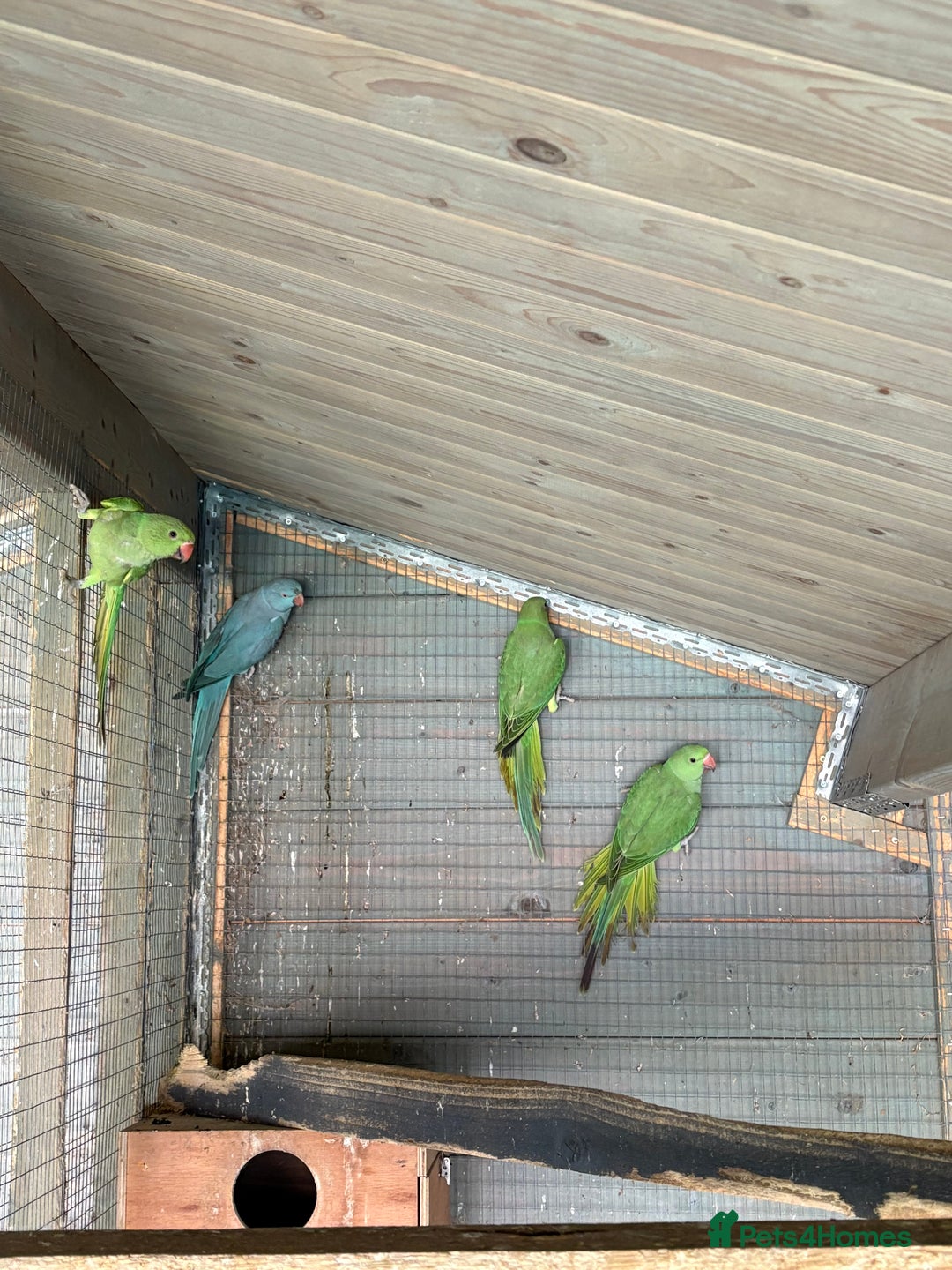 Ringnecks birds for sale: Baby ringneck for sale - Advert 11