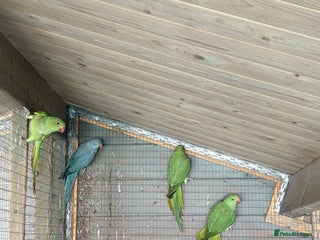 Ringnecks birds Baby ringneck for sale - Advert 5