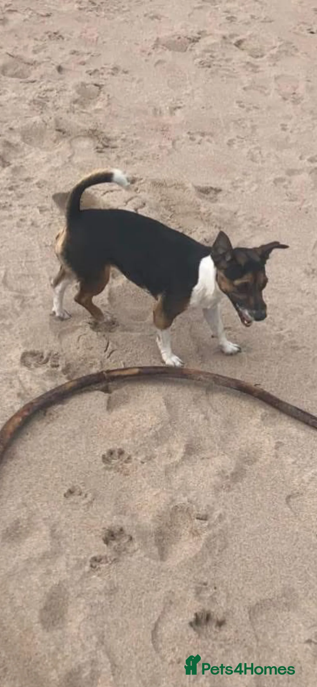 Jack Russell dogs for sale: Miniature jack Russell  - Advert 2