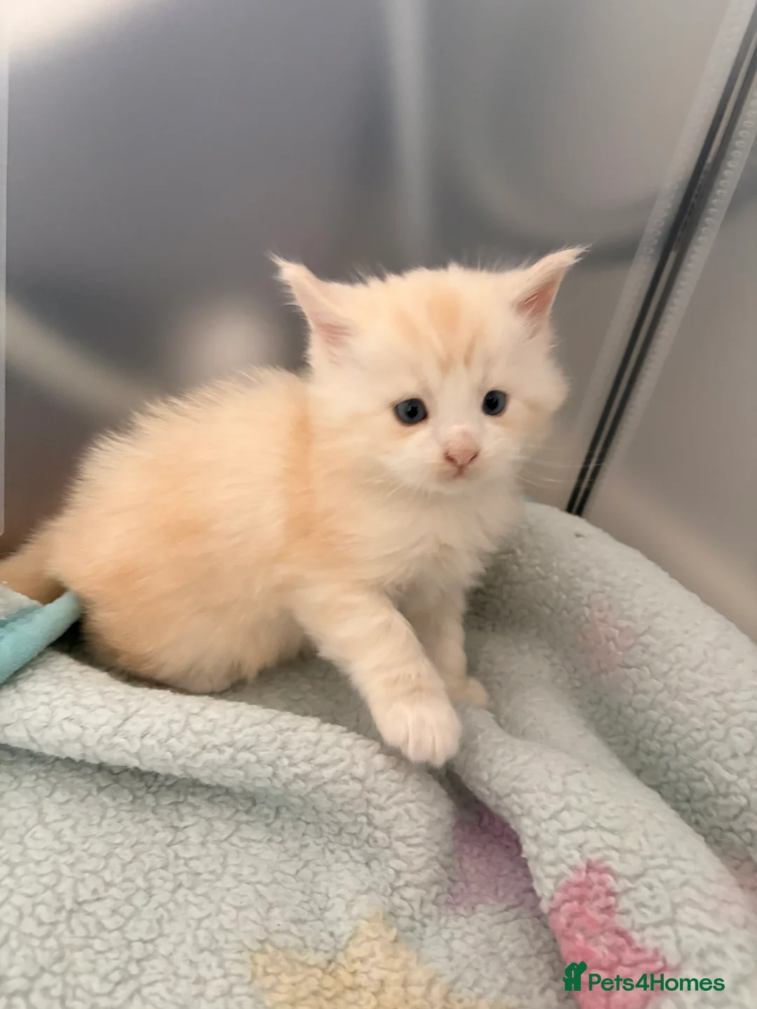 Maine Coon cats for sale: Amazing light babies great pedigree - Advert 14