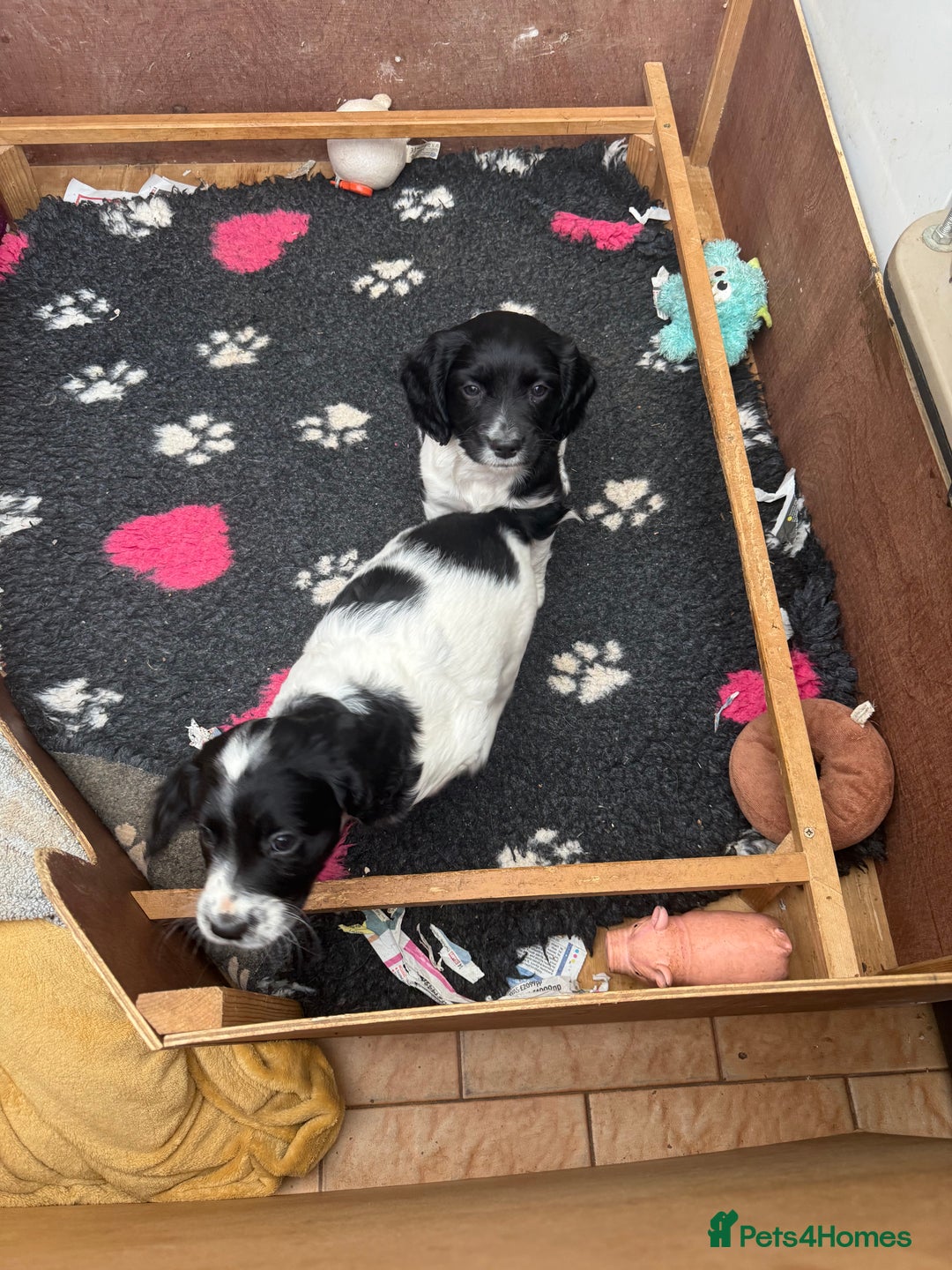Sprocker dogs for sale: 2 sprockers available  - Advert 25
