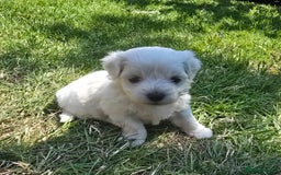 Maltese dogs for sale: 💙 Adorable Maltese Puppies for Sale - Image 3