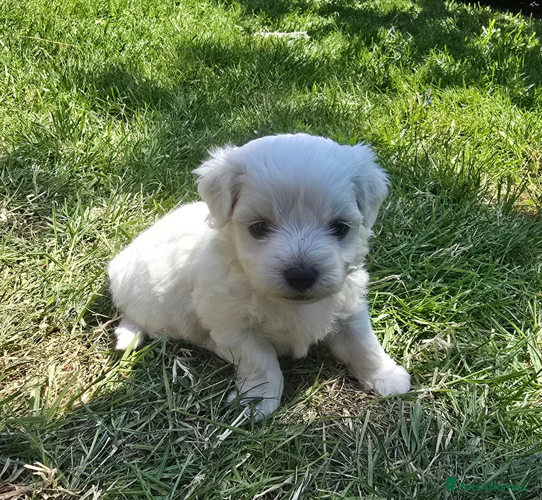 Maltese dogs for sale: 💙 Adorable Maltese Puppies for Sale - Image 3